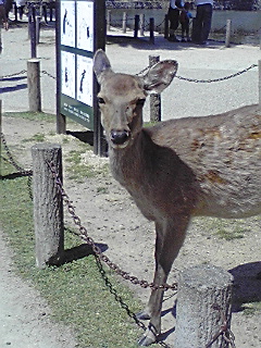 山のように大きい盧舎那仏を見た・・・_a0109467_58381.jpg