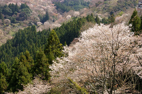 吉野・南紀白浜旅行　～　吉野編_e0045768_22373720.jpg