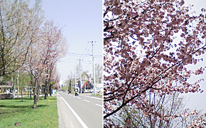 満開の桜といろいろ。_a0050669_1324397.jpg