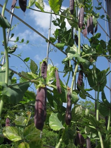 植物園までチャリる！_a0170374_155275.jpg