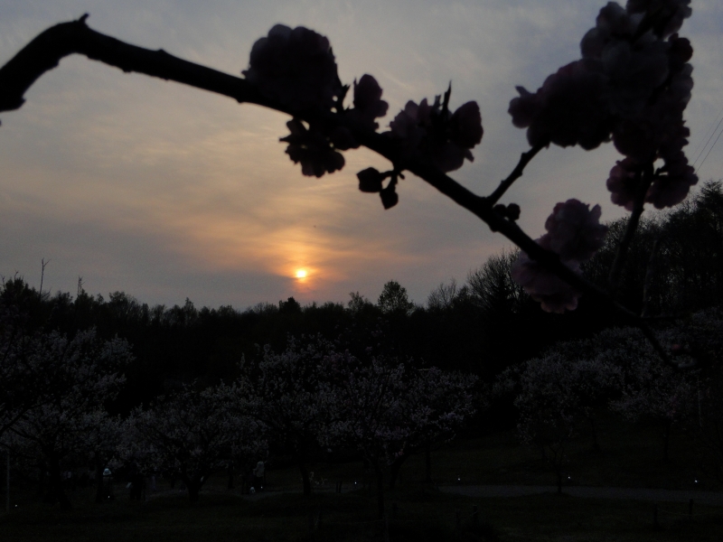 平岡梅林②夕景　100518_c0183777_21431767.jpg