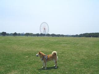 ひたち海浜公園「ネモフィラ」_e0023790_2332250.jpg