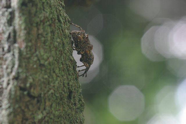 ■　ゾウムシ３種　　　10.5.18　　　（マダラアシゾウムシ、ヒメシロコブゾウムシ、ほか）_e0070891_19522432.jpg