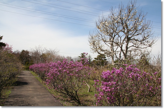 平岡樹芸センター(5/16)_f0146493_22223681.jpg