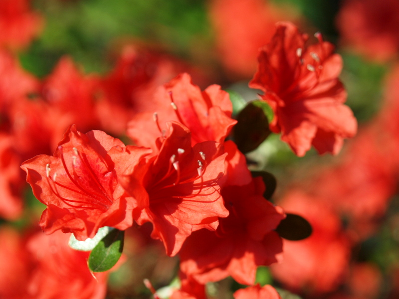 藤の花が間もなく咲きます（*^_^*）_f0183393_21461168.jpg