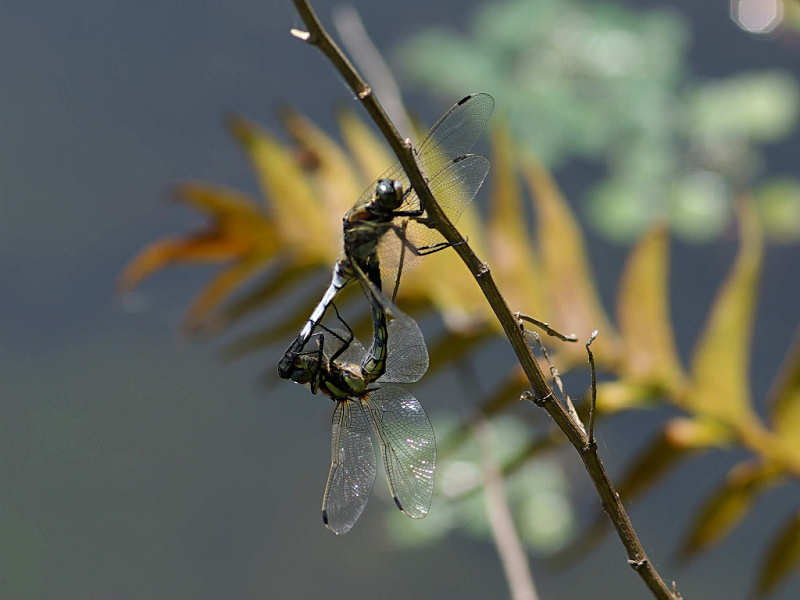 シオカラトンボ（舞鶴公園 2010/05/16撮影）_f0204094_1330538.jpg