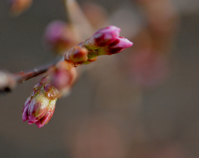 芽吹きの季節_e0120896_15395223.jpg