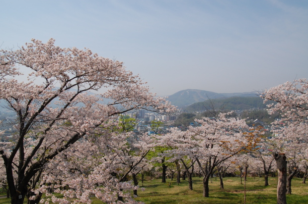 桜散歩_c0125899_10221138.jpg