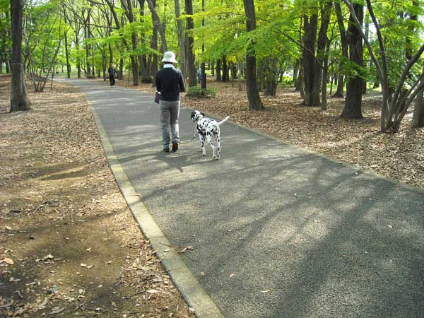 春のスケッチ12野川公園：Dog is running_b0144301_19373960.jpg