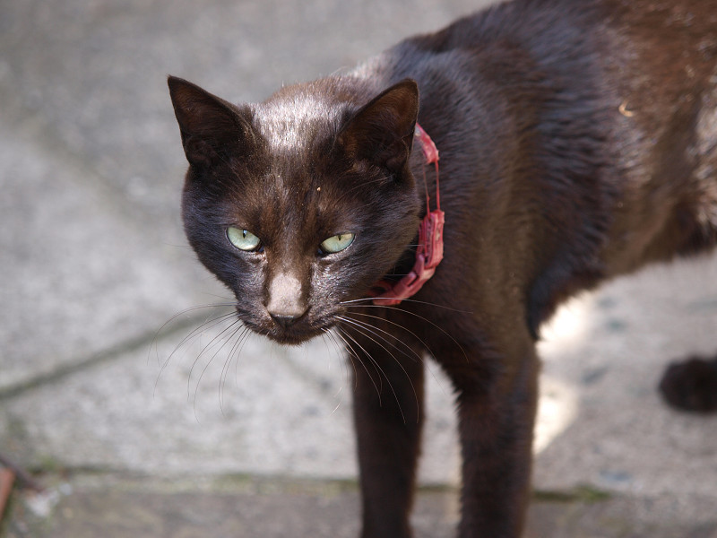 江ノ島 延命寺の猫など　2010/05/16_a0114003_22534986.jpg