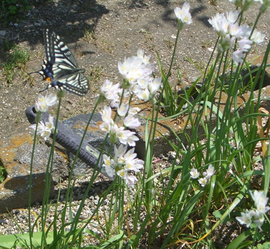 ニラの花に止るアゲハチョウ_c0197004_1873021.jpg