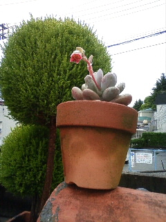 多肉植物のお花！！！_b0160614_17513213.jpg