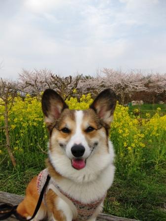 アーサー君&エルザちゃんとデート _f0155118_802259.jpg