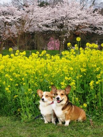 アーサー君&エルザちゃんとデート _f0155118_803066.jpg