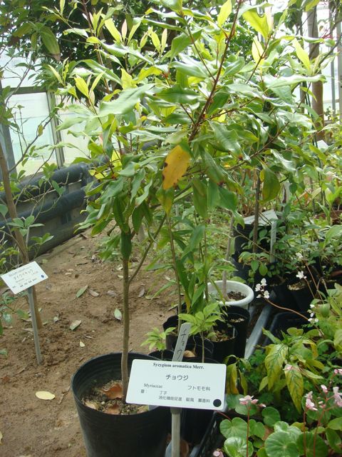 薬用植物園見学会に行ってきました。_c0123523_0171464.jpg