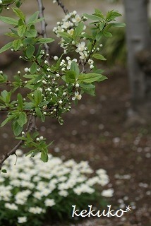 f0170524_1284893.jpg