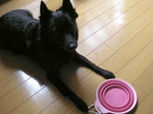 d0049135_1251758.gif