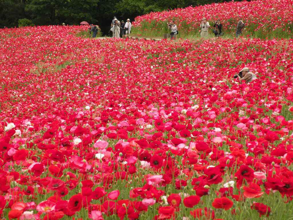 ５月１９日　昭和記念公園のポピーは満開です。_f0117041_16514119.jpg