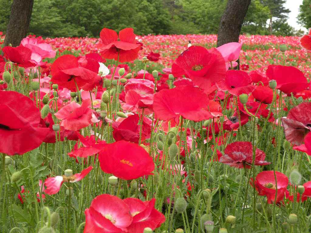 ５月１９日　昭和記念公園のポピーは満開です。_f0117041_1652441.jpg