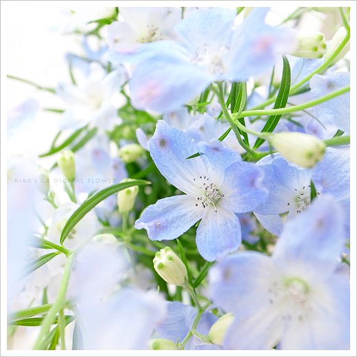 Blue　Flower***_b0049843_22224283.jpg