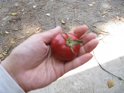 c0148548_03979.jpg