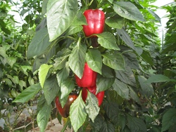 c0148548_06336.jpg