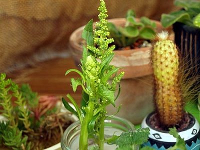 花が開いたけれど ほうれん草 ガジャのねーさんの 空をみあげて Hazle Cucu