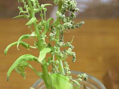 花が開いたけれど ほうれん草 ガジャのねーさんの 空をみあげて Hazle Cucu