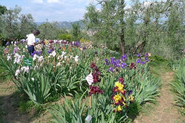 Giardino dell\' Iris_f0204955_627224.jpg