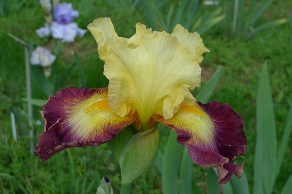 Giardino dell\' Iris_f0204955_654251.jpg