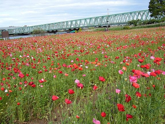 驚きのお花畑_e0129656_2232176.jpg