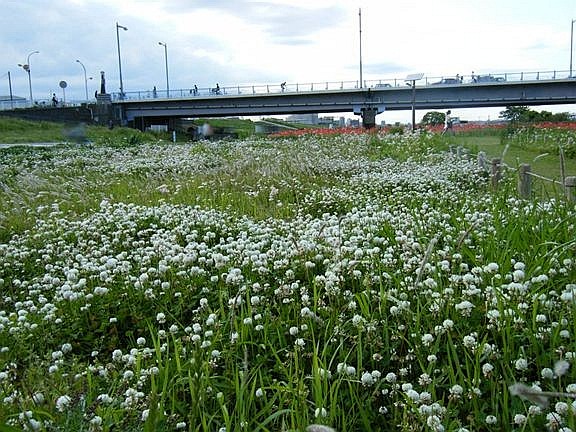 驚きのお花畑_e0129656_223765.jpg