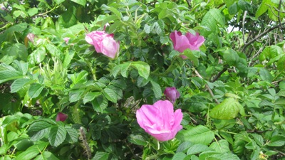 c0055857_55263.jpg