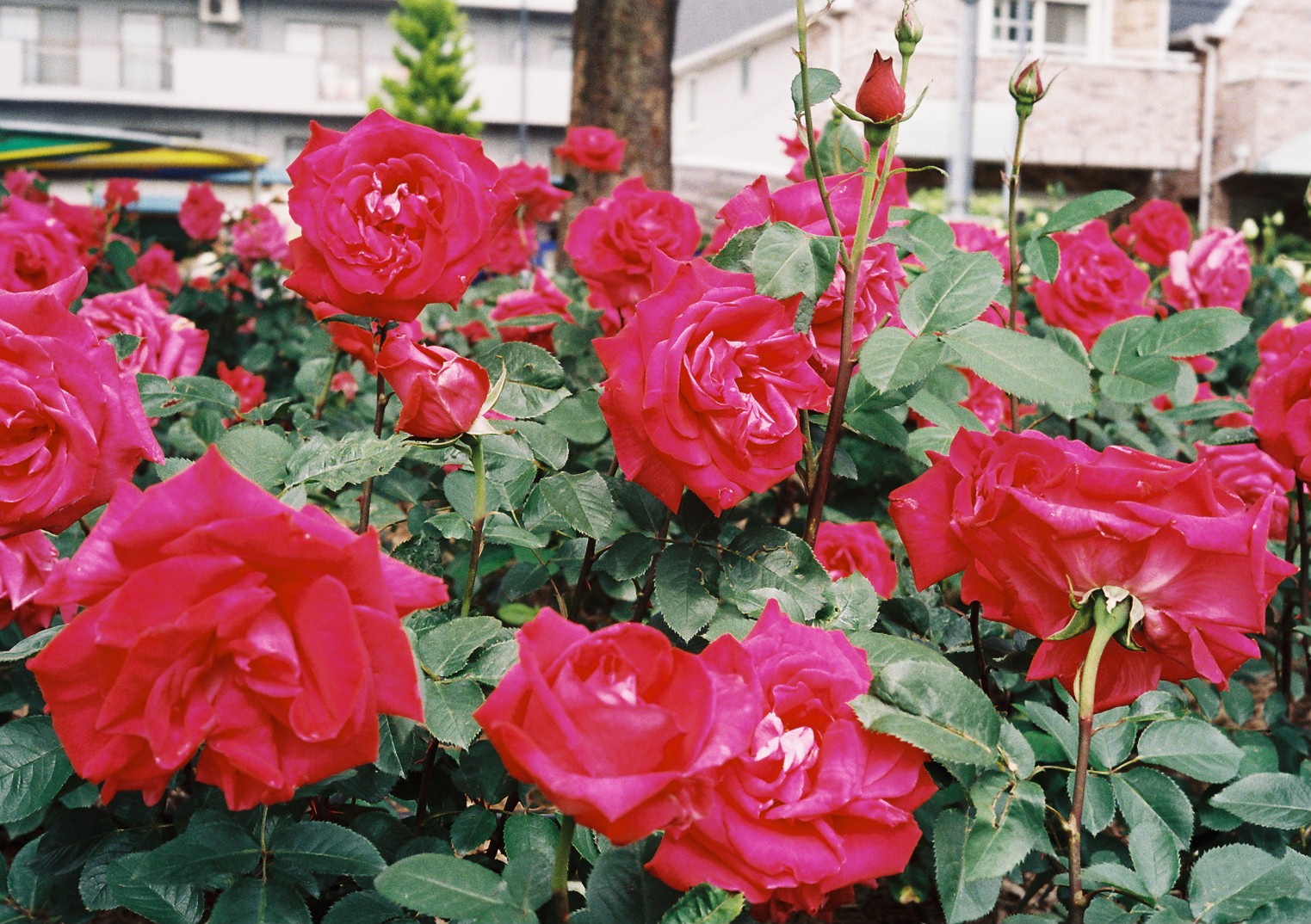 f0209159_14551774.jpg