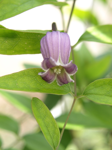 現実に帰って我が家の花達_e0105760_22205853.jpg