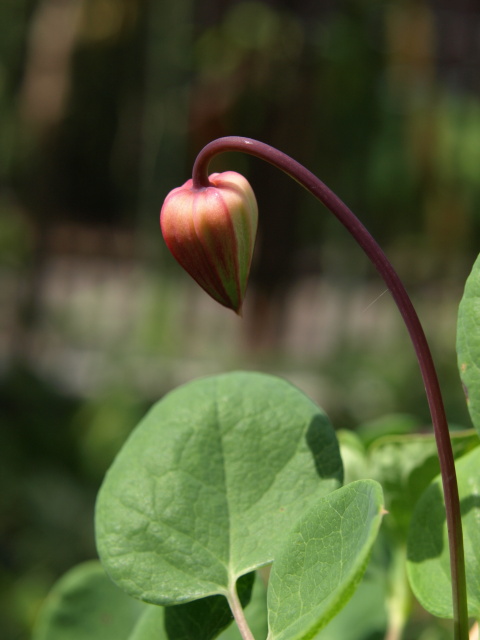 現実に帰って我が家の花達_e0105760_2222282.jpg