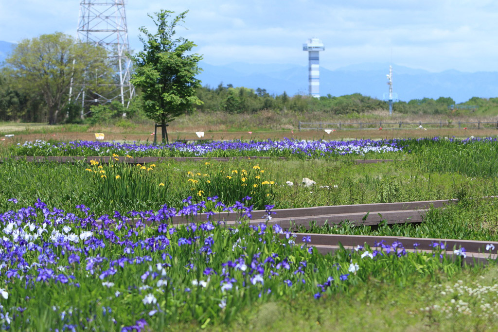 　　船頭平公園の杜若（カキツバタ）_f0129465_6114615.jpg