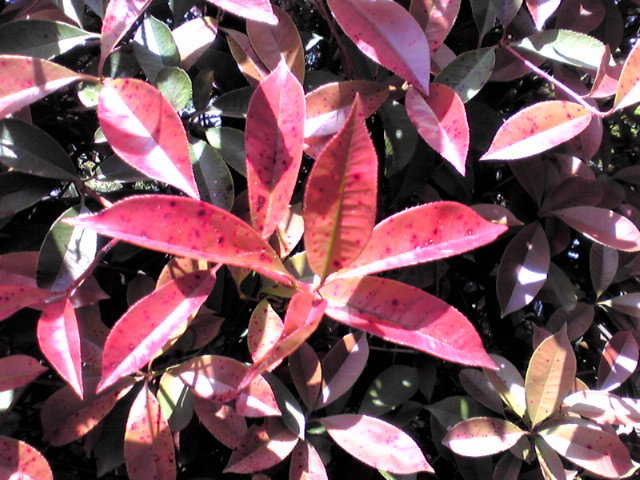 f0036670_74796.jpg