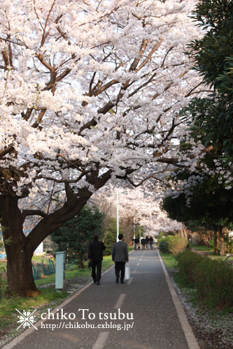 春休みの思い出日記 　【4月の桜】_d0034273_1121396.jpg