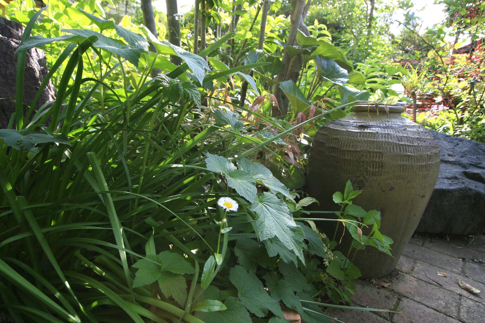 庭の雑草 ハルジオン_a0107574_4121838.jpg