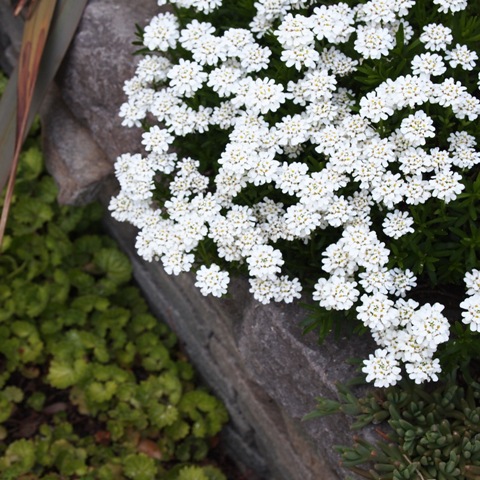 a0118475_1551569.jpg