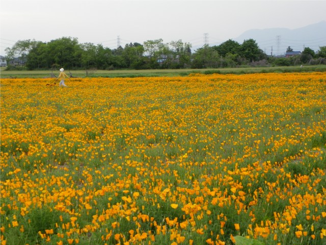 「道の駅おおた（仮称）」建設予定地のポピー畑 2010 (太田市粕川町) 【ポピー】_b0004675_9283374.jpg