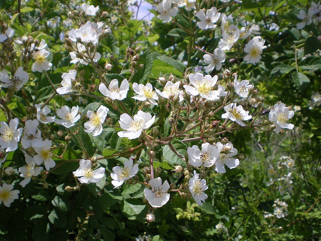 d0054276_20183444.jpg