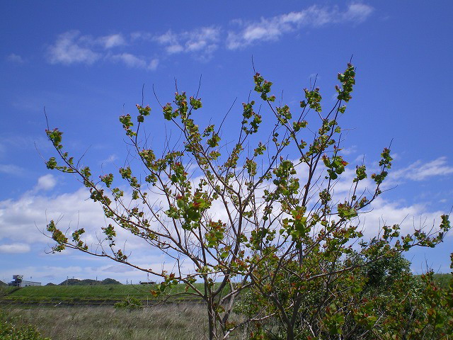 d0054276_2018628.jpg