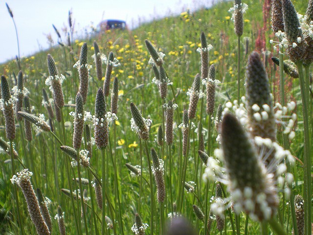 d0054276_20191669.jpg