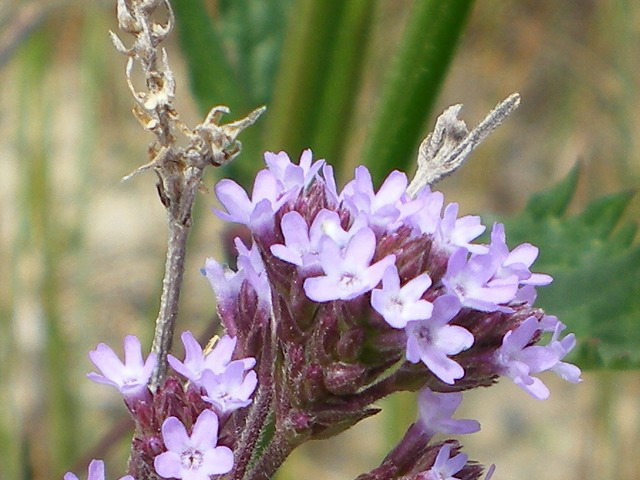 d0054276_20195173.jpg