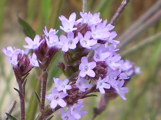 d0054276_2020142.jpg