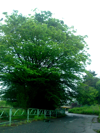 この季節の、青々と雨に濡れた桜の木が大好き。_c0015779_1726493.jpg