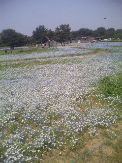 ひたち海浜公園_c0096582_07766.jpg