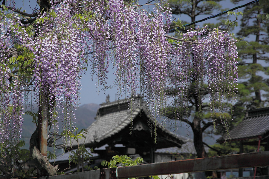 10.05.08：南信州、花桃、藤、つつじ、芝桜、花撮三昧３_c0007190_1994240.jpg